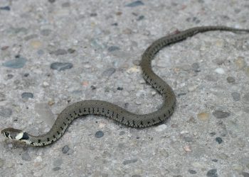 “გველი საზღვარგარეთ შეძენილი იყო და ტურისტს ჰყავდა ჩამოყვანილი” – რა კომენტარს აკეთებს ჰერპეტოლოგი ჩაქვში ტურისტის გარდაცვალების შესახებ