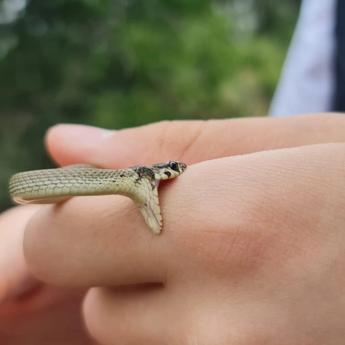 “გველი გაიქცაო, ამ ინფორმაციას ვერ დავადასტურებ” – რას ამბობს სპეციალისტი?