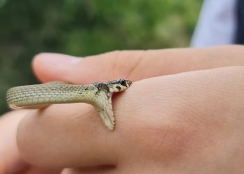 “გველი გაიქცაო, ამ ინფორმაციას ვერ დავადასტურებ” – რას ამბობს სპეციალისტი?