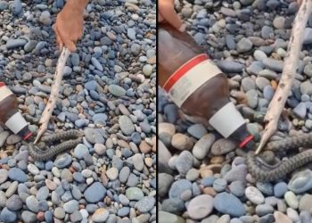 🎥 “საშინელი სანახაობაა…” – რა კადრები ვრცელდება ქობულეთის სანაპიროდან?