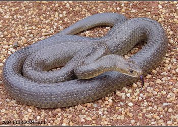 სოფელ ჩაისუბანში ტურისტი გველის ნაკბენის შედეგად გარდაიცვალა