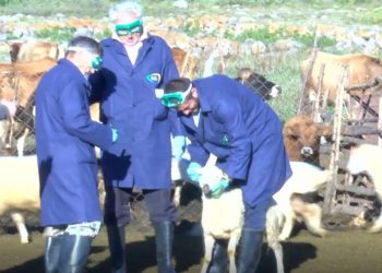 ბრუცელოზის საწინააღმდეგო უფასო ვაქცინაცია დაიწყო – ვის შეუძლია პროგრამაში მონაწილეობა?