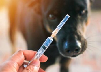 საქართველოში მიმდინარე წელს, ცოფის 14 შემთხვევა დადასტურდა