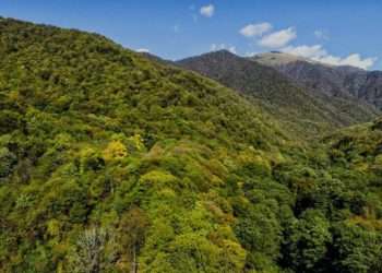 თიანეთის ტყეში 60 წლამდე კაცს ეძებენ – როდის ნახეს ბოლოს ის ახლობლებმა?