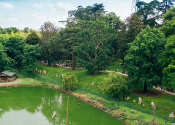 ივანიშვილის მიერ კენიიდან საქართველოში ჩამოტანილი რვავე ბაობაბის ხე გახმა – დენდროლოგიური პარკის განცხადება