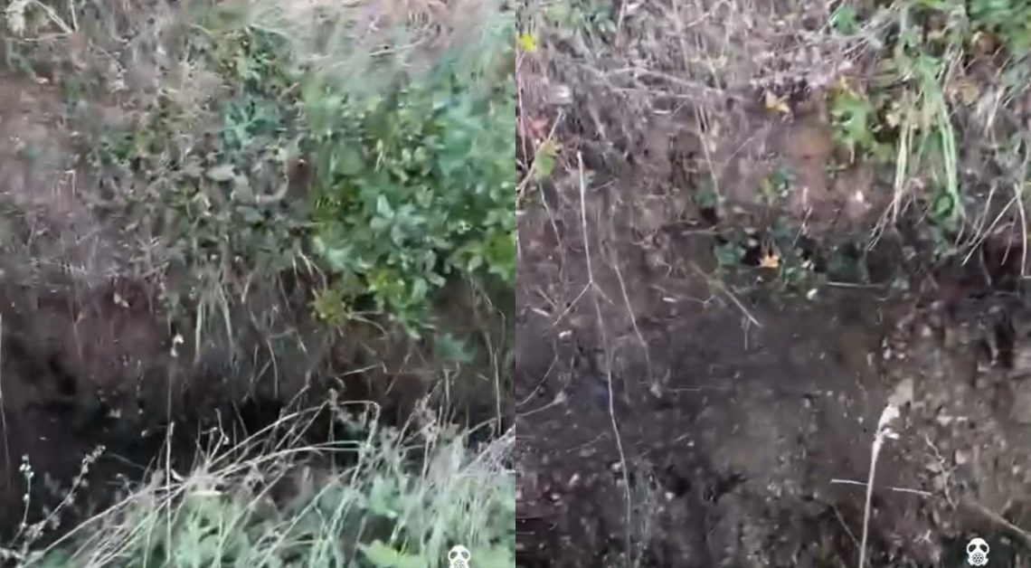 🎥 “ძალიან მძიმედაა საქმე”- კიკეთის ტყეში მიწა გასკდა – საგანგაშო კადრები ადგილიდან