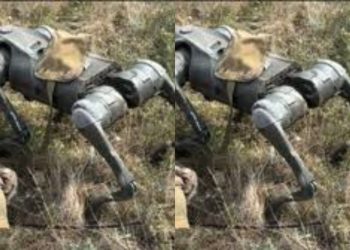 🎥უკრაინამ ბრძოლაში რობოტი ძაღლები ჩართო – კადრები ფრონტის ხაზიდან, თუ როგორ ზვერავენ ოთხფეხა დრონები ტერიტორიას