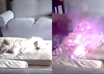 🎥 დაუჯერებელი კადრები – ნახეთ, როგორ გააჩინა ძაღლმა სახლში ხანძარი