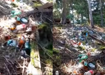 🎥 საგანგაშო კადრები ცემის ტყიდან – რა ვიდეო ვრცელდება სოციალურ ქსელში?