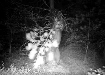 🎥რა დააფიქსირა ფოტოხაფანგმა რაჭის ტერიტორიაზე – ვიდეომ ინტერნეტი ააფეთქა