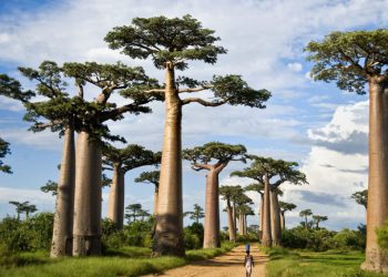 “ეს სიგიჟე იყო თავიდანვე”– რას ამბობს კენიელი გარემოსდამცველი ივანიშვილის ბაობაბებზე
