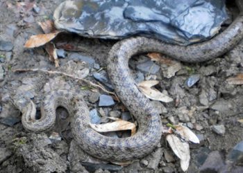 რომელ რეგიონში გვხვდება გიურზა და როგორ მოვიქცეთ მისი დაგესვლის შემთხვევაში? – რას ამბობს სპეციალისტი