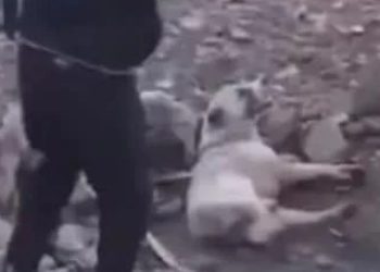 “მამამკაცმა მარნეულში ძაღლი სასტიკად სცემა”– პროკურატურა განცხადებას ავრცელებს