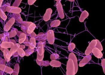 წნორში გაყინულ კატლეტში სალმონელა აღმოჩნდა