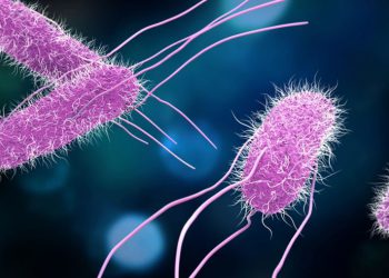 თბილისში, 3 ადამიანს სალმონელოზი დაუდასტურდა – სეს