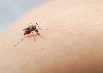 სომხეთში, 58 ადამიანია ინფიცირებული „დასავლეთ ნილოსის“ ცხელებით – ოთხი პაციენტის მდგომარეობა მძიმეა