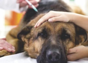 ცოფის შემთხვევები კახეთში: სოფელ მელაანში ძაღლმა ბავშვი დაკაწრა