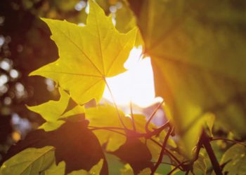 სინოპტიკოსების განცხადება – როგორი ამინდია მოსალოდნელი უახლოეს დღეებში?