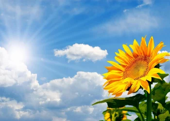 იცოდით, რატომ რგავენ მზესუმზირებს ბირთვული კატასტროფის ადგილებში?