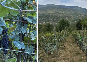 რაჭაში, ველიაშვილების ოჯახს ვენახიდან ერთი ტონა ყურძენი მოჰპარეს