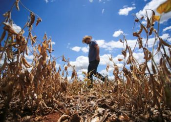 ყავა გაძვირდება – ბრაზილიაში 1981 წლის შემდეგ ყველაზე დიდი გვალვაა