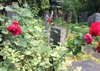 რატომ არ შეიძლება სასაფლაოზე ვარდების დარგვა