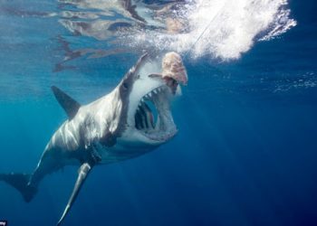 ზვიგენის თავდასხმას ესპანეთში 30 წლის ქალი ემსხვერპლა