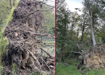 ძლიერმა ქარმა ზუგდიდის ბოტანიკურ ბაღში მრავალწლოვანი ხეები მოგლიჯა