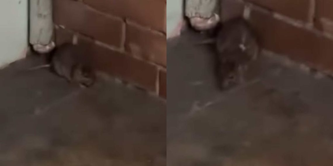 🎥 რა დააფიქსირა მოქალაქემ თავისუფლების მოედანზე? – საგანგაშო კადრები მიწისქვეშა გადასასვლელიდან