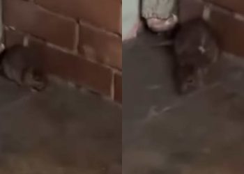 🎥 რა დააფიქსირა მოქალაქემ თავისუფლების მოედანზე? – საგანგაშო კადრები მიწისქვეშა გადასასვლელიდან