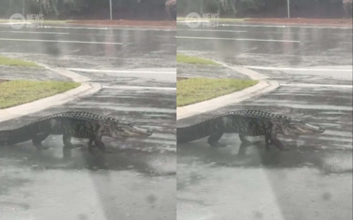 ფლორიდაში ალიგატორები გამოჩნდნენ, რომლებიც ადამიანებს თავს ესხმიან – ნახეთ კადრები