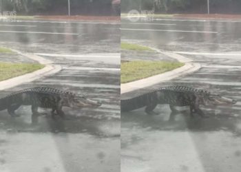 ფლორიდაში ალიგატორები გამოჩნდნენ, რომლებიც ადამიანებს თავს ესხმიან – ნახეთ კადრები