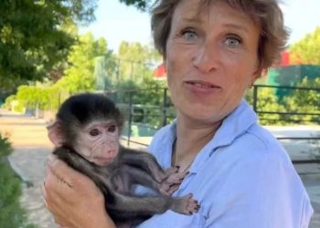 ყირიმში ლომები ზოოპარკის თანამშრომელს თავს დაესხნენ