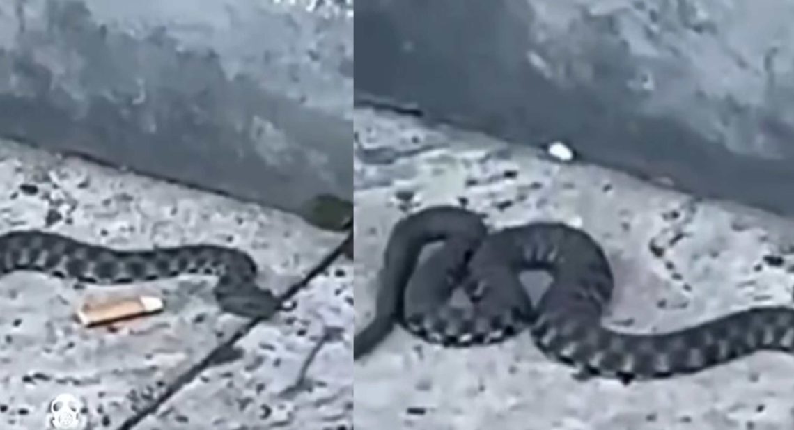 ๐ฅ “แฅแแแแฅแจแ แแแแแแแแแแแแ แกแแจแแจแ แแแฎแแ! แกแแจแแแแแ แกแแแแฎแแแแ!” – แ แ แกแแแแแแแจแ แแแแ แแแ แแ แชแแแแแแ แแแแแก แแแ แแแแแ?