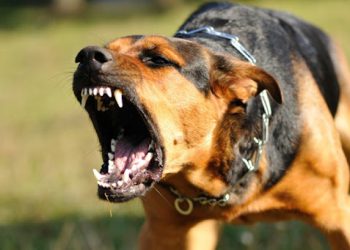 ძაღლი, რომელმაც კახეთში ექსკურსიაზე მყოფი ბავშვები დაკბინა, მოკვდა – ვეძებთ დაზარალებულებს! – სოცქსელში საგანგაშო ინფორმაცია ვრცელდება