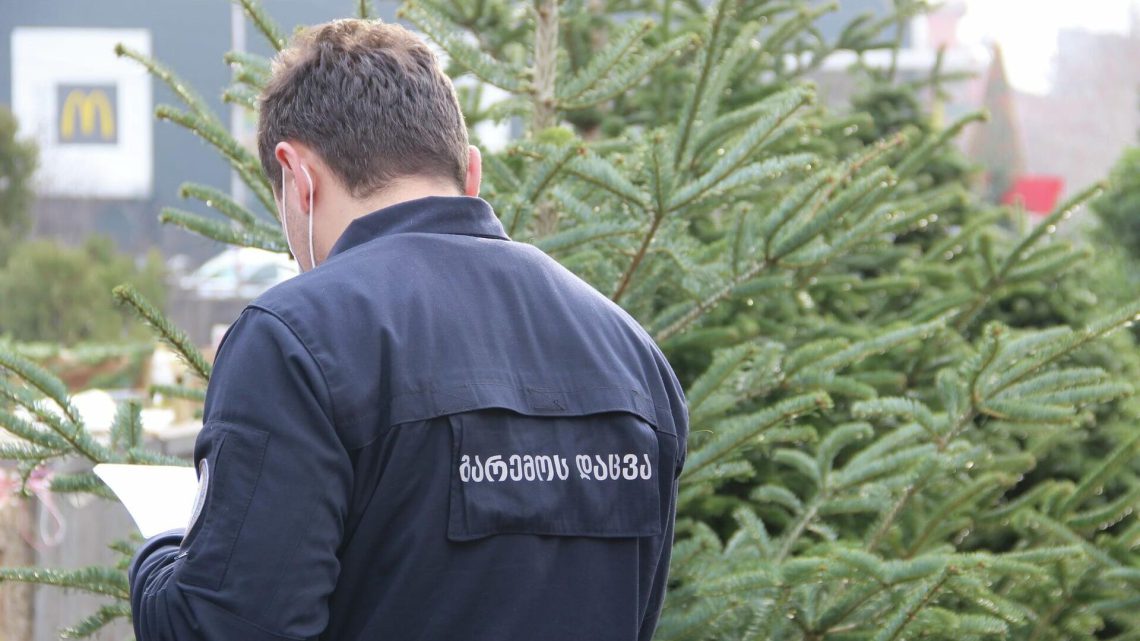 წინასაახალწლოდ წიწვოვანი ხე-მცენარეების მოპოვებაზე კონტროლი მკაცრდება