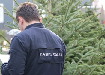 წინასაახალწლოდ წიწვოვანი ხე-მცენარეების მოპოვებაზე კონტროლი მკაცრდება