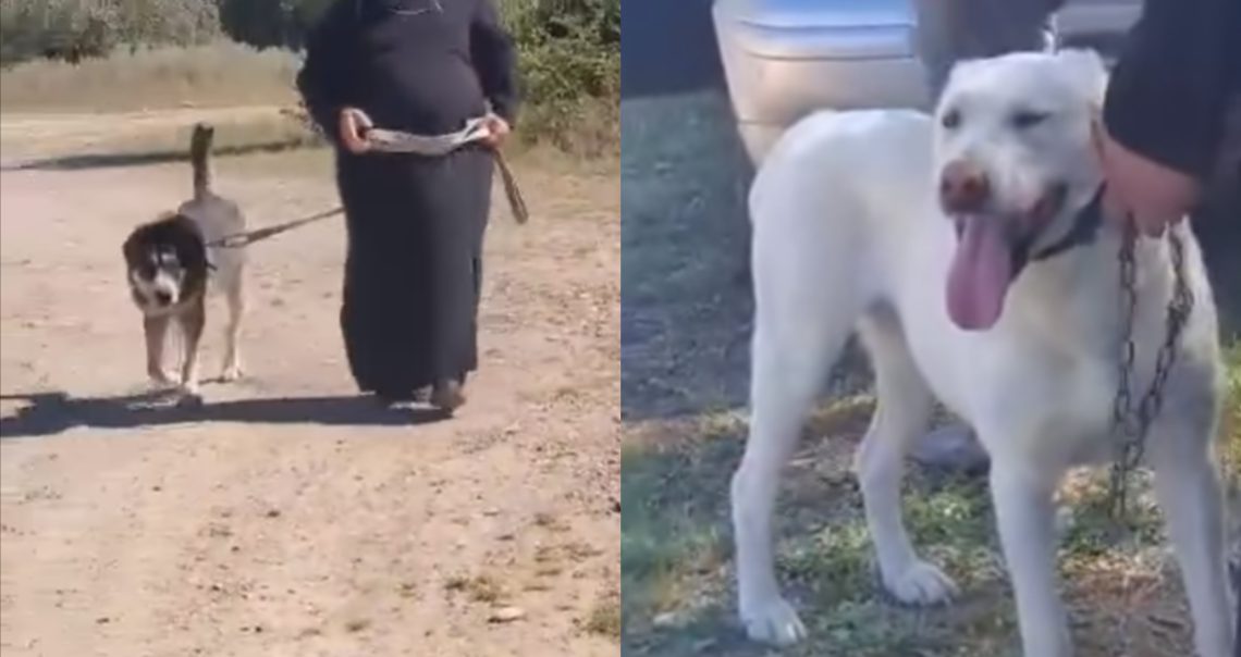 ვრცელდება შემზარავი კადრები, სადაც სასულიერო პირები ძაღლებს აჩხუბებენ – იხილეთ ვიდეო