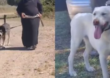 ვრცელდება შემზარავი კადრები, სადაც სასულიერო პირები ძაღლებს აჩხუბებენ – იხილეთ ვიდეო