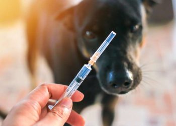 “ძაღლი მოკვდა! დაუყოვნებლივ მიმართეთ კლინიკას…” – ბოლნისის საზოგადოებრივი ჯანდაცვის ცენტრი საზოგადოებას აფრთხილებს