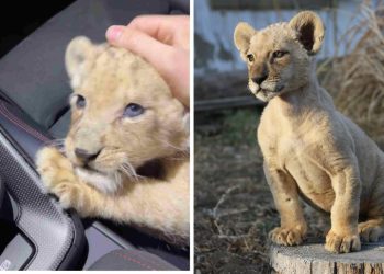 “თუ ნამდვილად გადარდებთ ბოკვრის ბედი, აუცილებლად წაიკითხავთ”- ზოოპარკი ლომის ბოკვერის შესახებ ინფორმაციას ავრცელებს