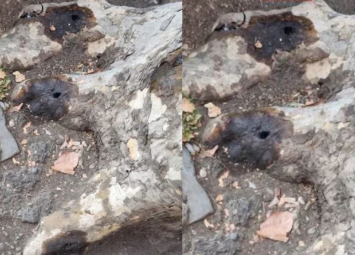 “ამის გამკეთებელ ღორებს, ალბათ გგონიათ, რომ ადამიანები ხართ …” – რას წერს სცენარისტი აკა სინჯიკაშვილი?