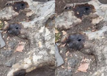 “ამის გამკეთებელ ღორებს, ალბათ გგონიათ, რომ ადამიანები ხართ …” – რას წერს სცენარისტი აკა სინჯიკაშვილი?