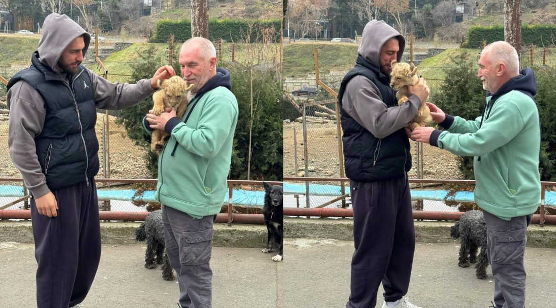 დაეკისრა თუ არა ლაშა ბექაურს პასუხისმგებლობა ლომის ბოკვრის ყოლისთვის? – რა განმარტებას აკეთებენ სამინისტროში