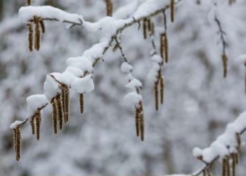 როგორი ამინდი იქნება 25 თებერვალს საქართველოში – განახლებული პროგნოზი