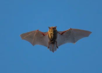 ღამურებში კორონავირუსის ახალი შტამი აღმოაჩინეს, რომელსაც ადამიანის დაინფიცირება შეუძლია – რას წერს ჩინური მედია?