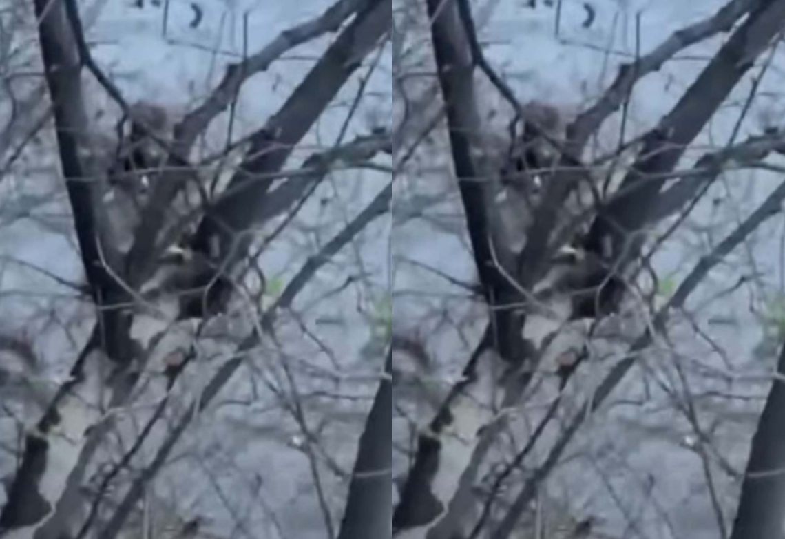 🎥მტკვარში ქვეითი ჩავარდა – რა ხდება ამ წუთებში ადგილზე