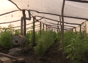 🎥„კახეთში, სათბურებში, მარიხუანა მოჰყავდათ“ – დაკავებულია 3 პირი: რა კადრებს აქვეყნებს შსს?