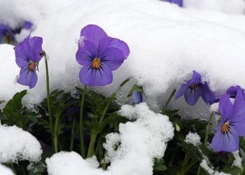 როგორი ამინდი იქნება 1 მარტს საქართველოში?