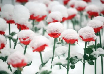 “წვიმა და თოვლი” – როგორია დღევანდელი დღის ამინდი?